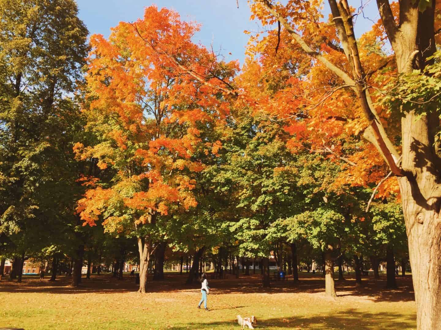 Fall colours and foliage at High Park in Toronto