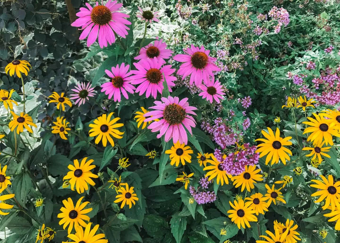 Flowers in Niagara Falls, Ontario