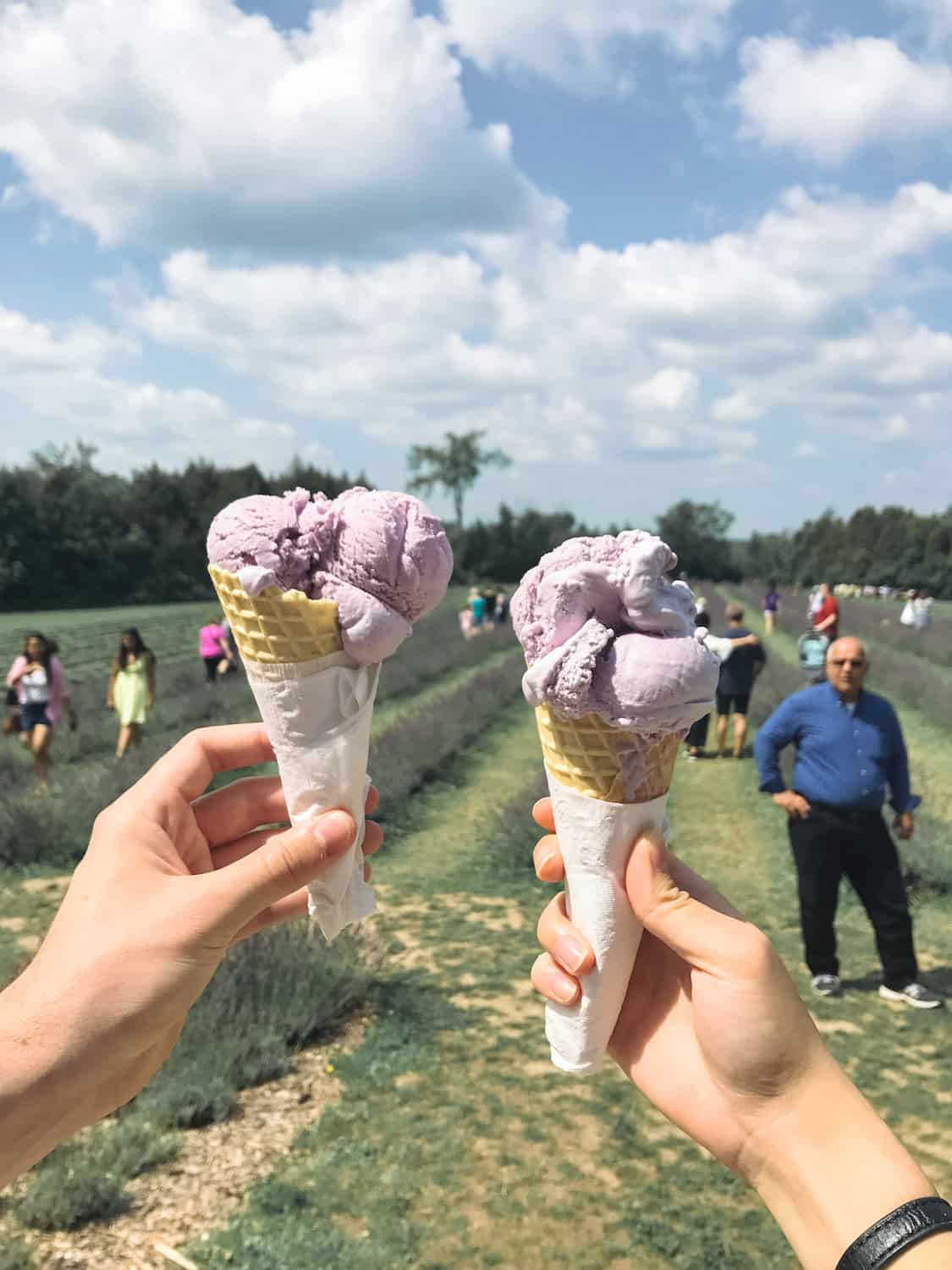 Terre Bleu Lavender Farm in Milton, Ontario