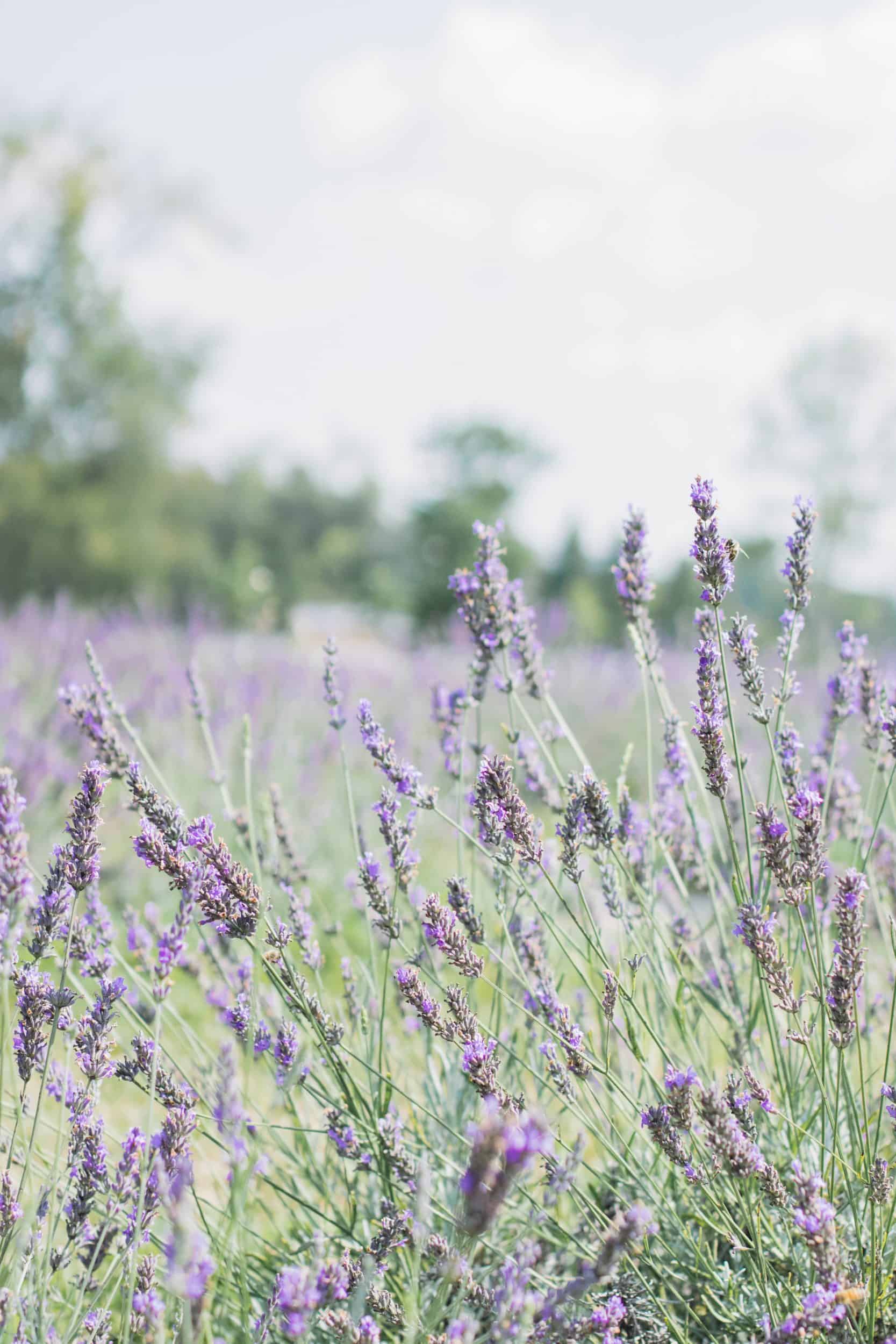 17 Lavender Fields In Ontario To Visit Close To Toronto