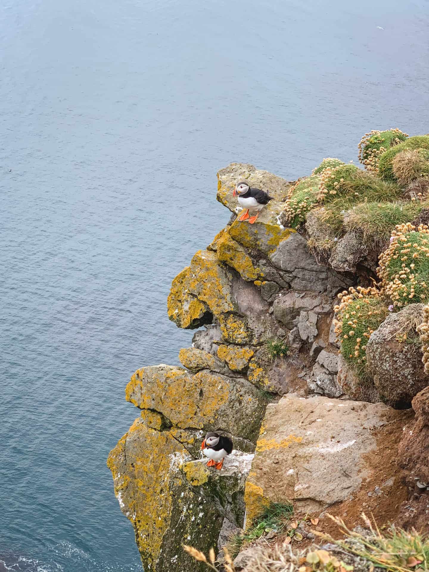 Látrabjarg Cliffs in the Westfjords of Iceland