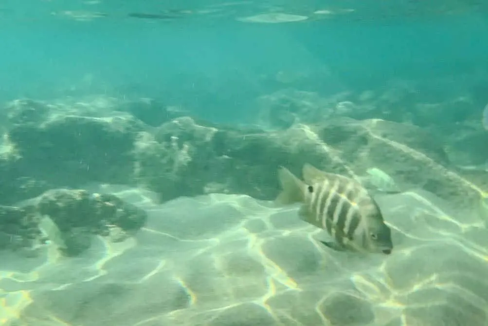 Snorkeling at Hanauma Bay in Oahu, Hawaii