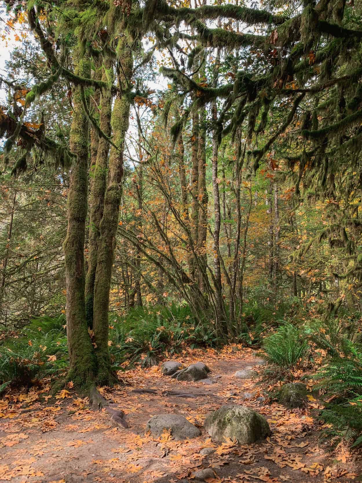 Lynn Canyon Park in Vancouver, British Columbia