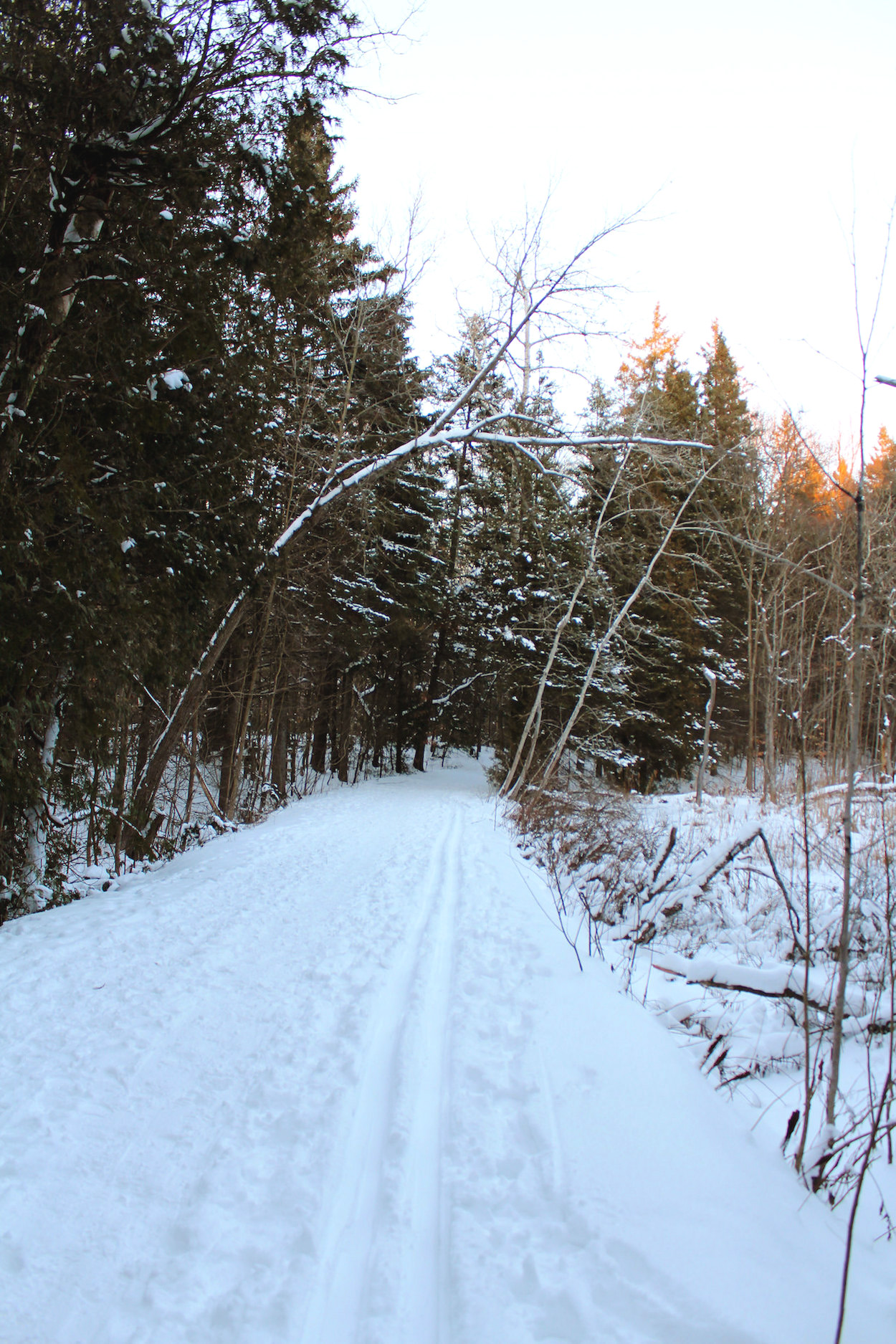 York Regional Forest in Newmarket, Ontario