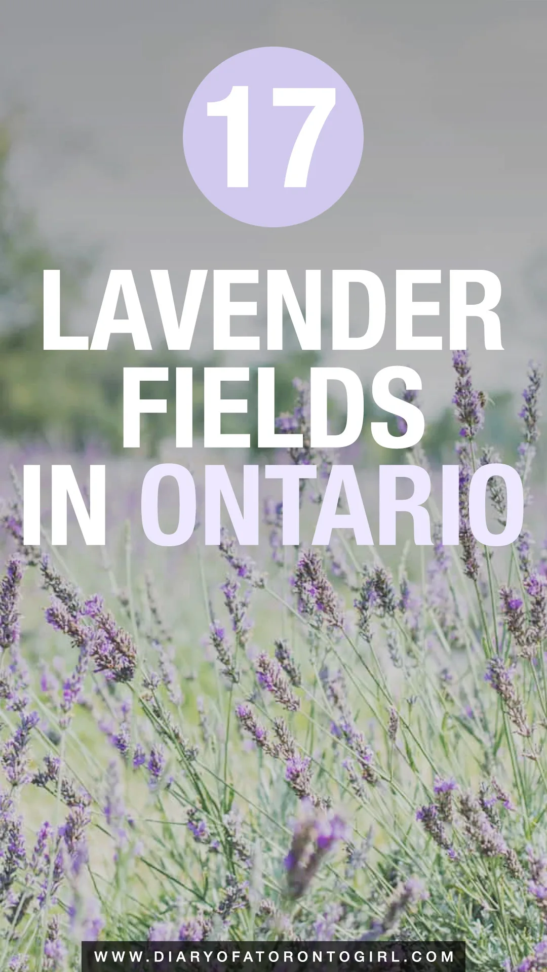 Lavender fields in Ontario