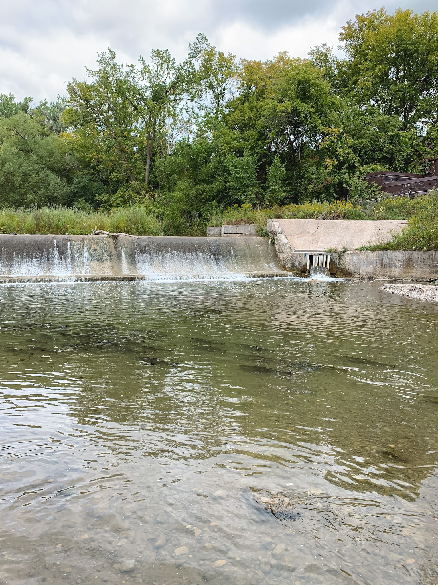 Salmon migration at Bowmanville Creek in Bowmanville, Ontario