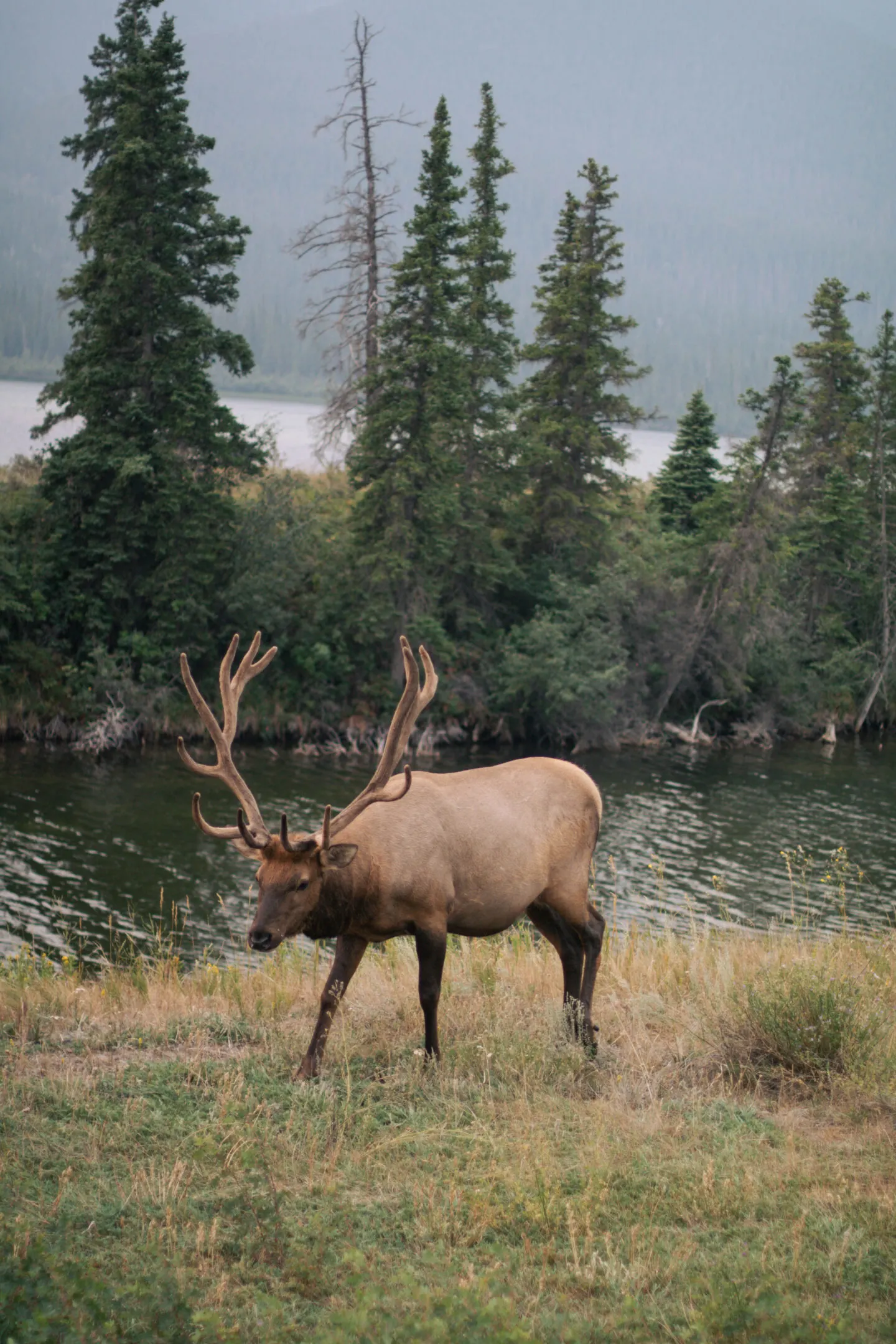 Wild caribou in Jasper National Park, Alberta