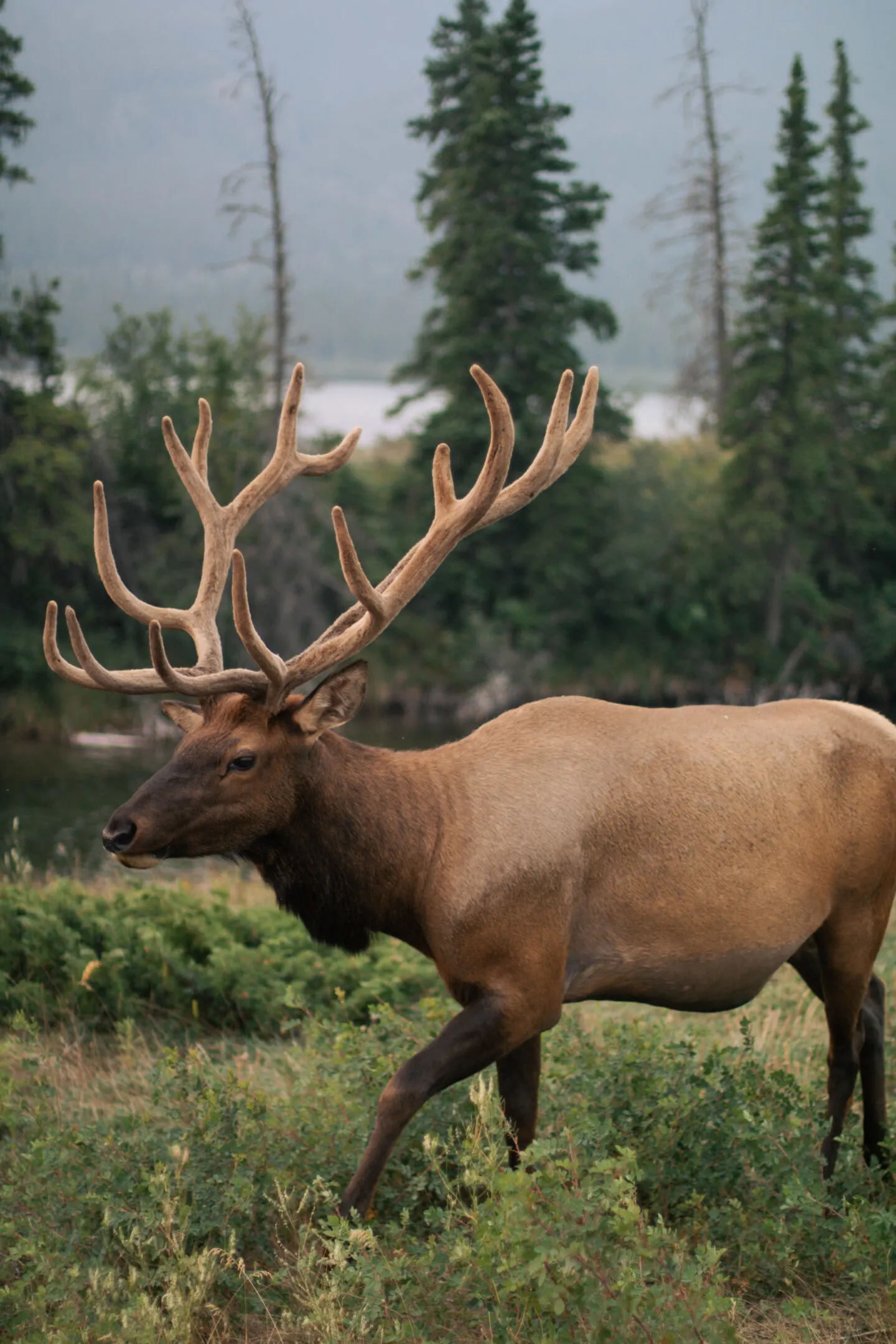 Wild caribou in Jasper National Park, Alberta