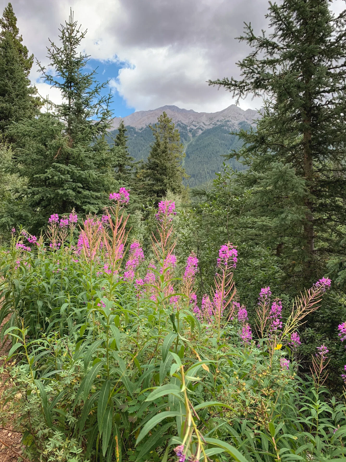 Wildflowers on the Ink Pots hike in Banff, Alberta