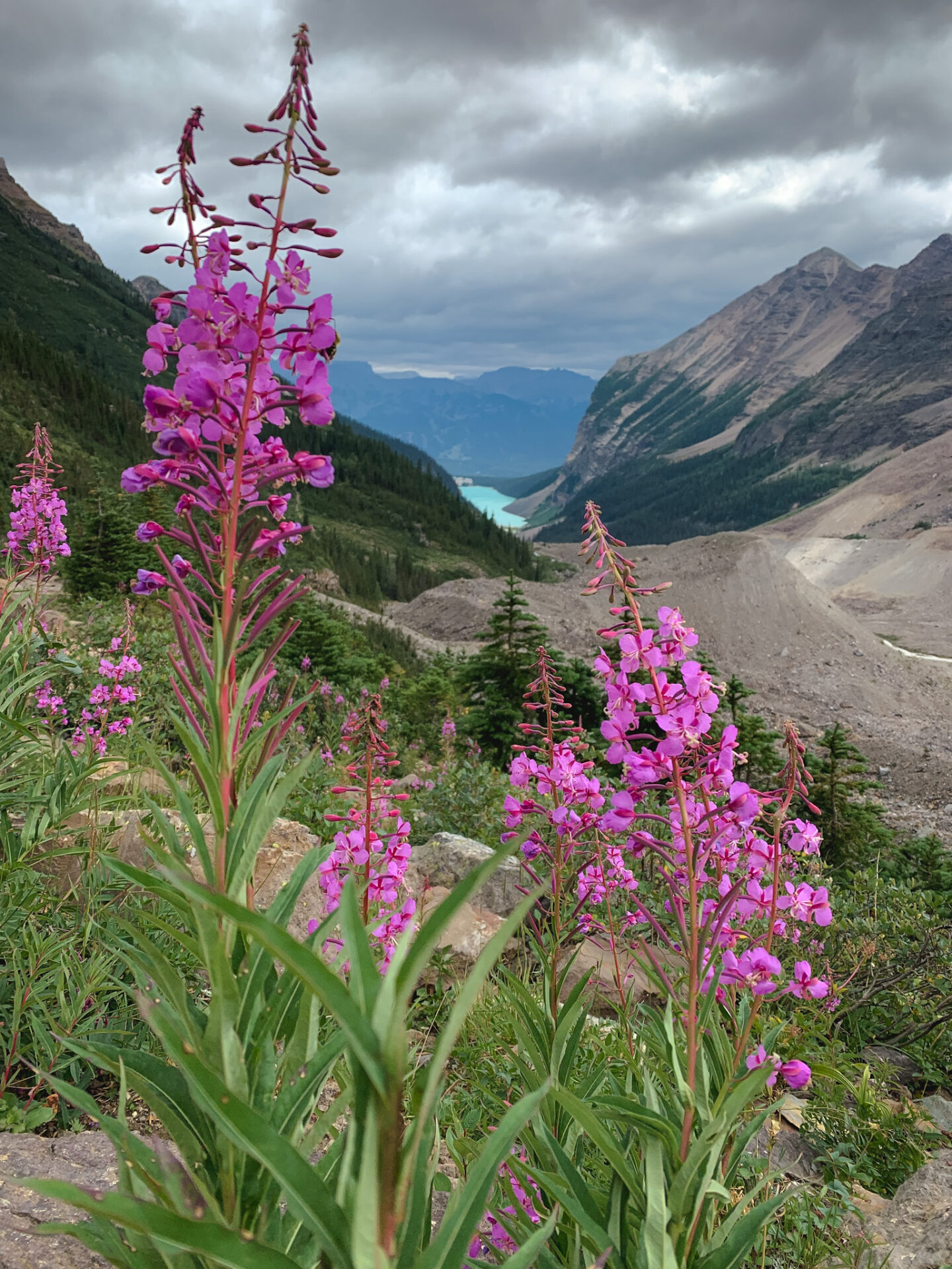 Wildflowers along the Plain of the Six Glaciers hiking trail in Lake Louise, Alberta