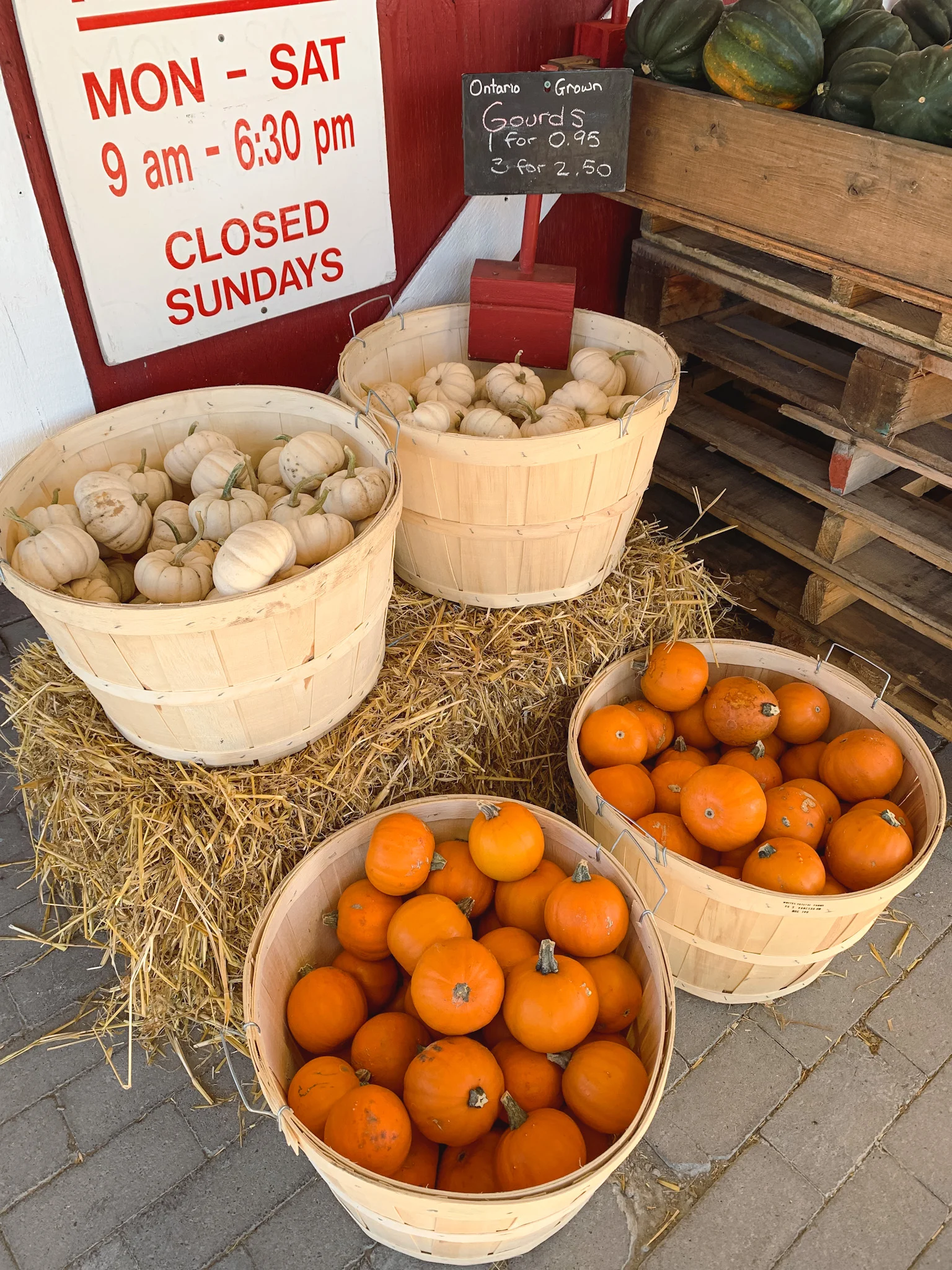Gourds from Reesor's Farm Market in Markham, Ontario