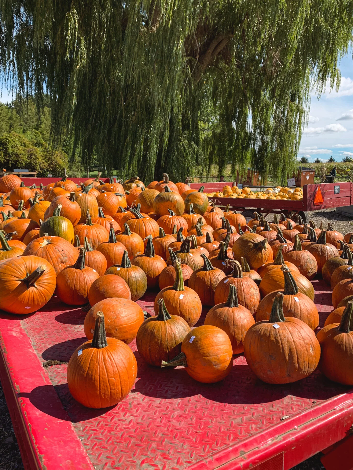 Pumpkins from Reesor's Farm Market in Markham, Ontario