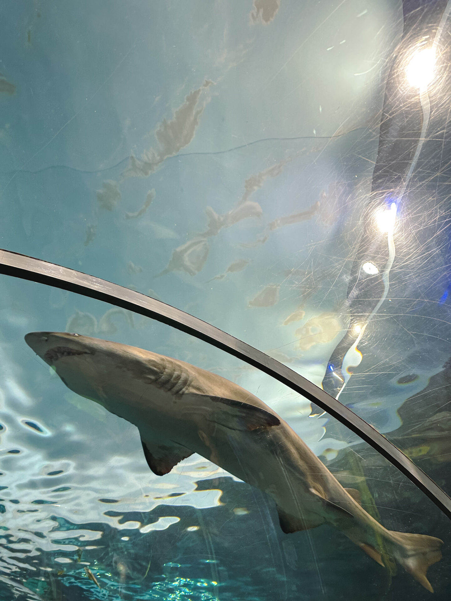Shark at Ripley's Aquarium of Canada in Toronto