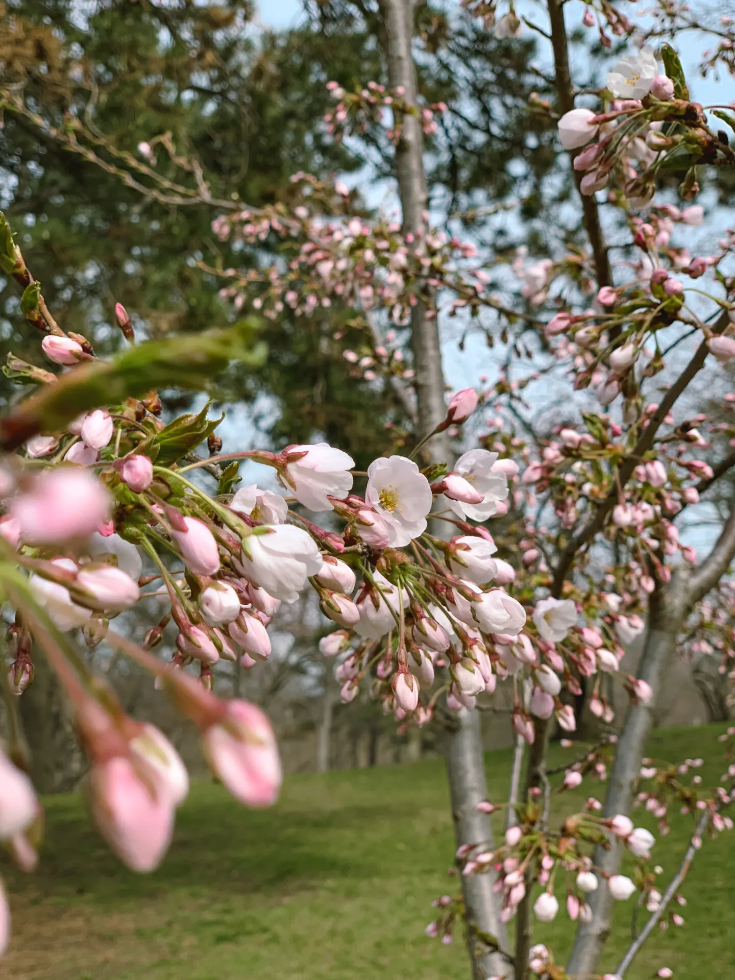 High Park cherry blossoms in Toronto