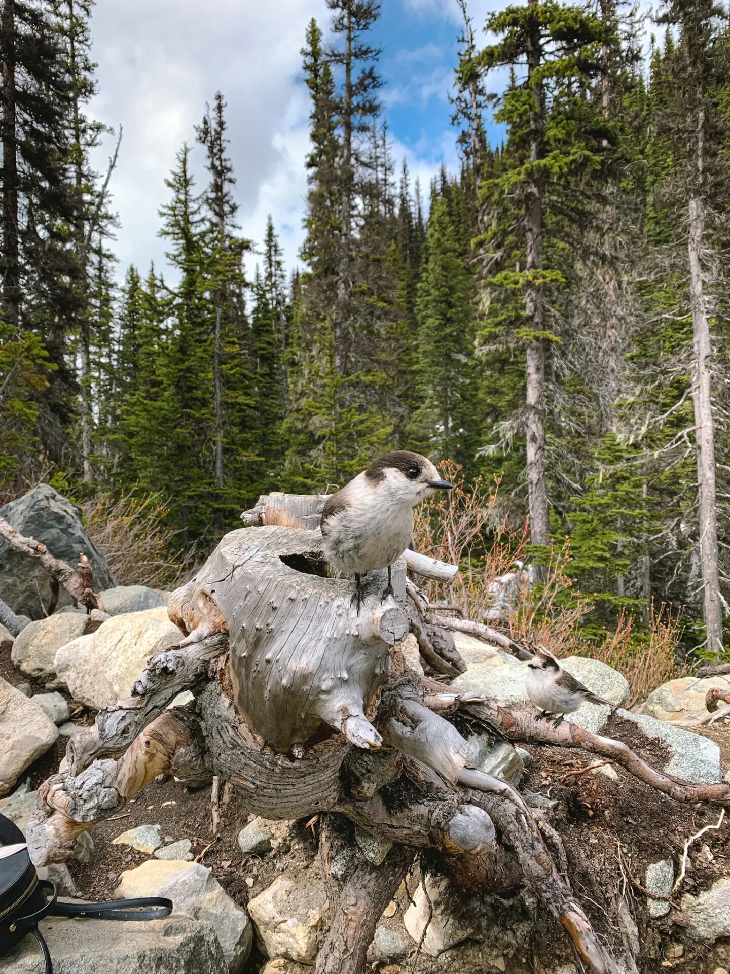 Hiking at Joffre Lakes Provincial Park in Mount Currie, British Columbia