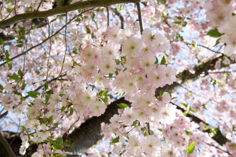 Cherry blossoms at the Royal Botanical Gardens in Burlington, Ontario