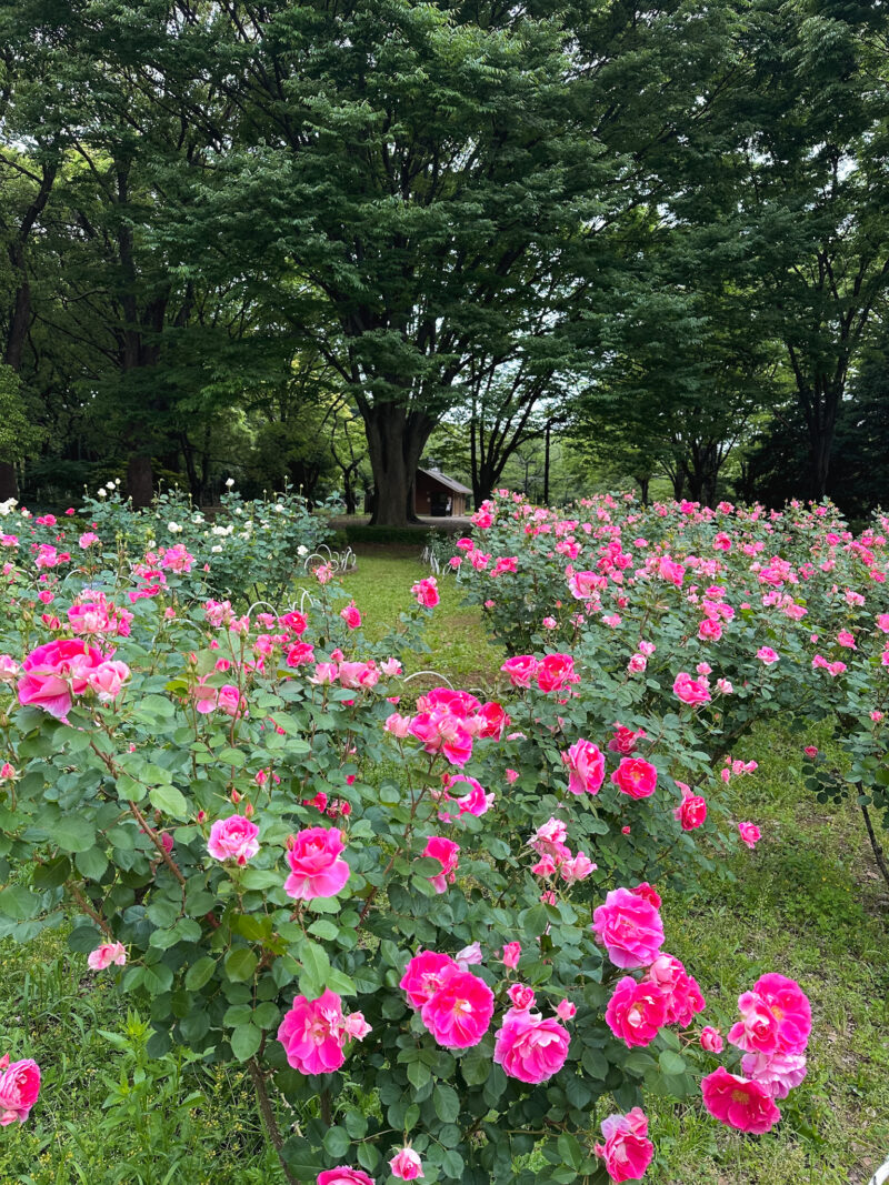 Yoyogi Park in Tokyo