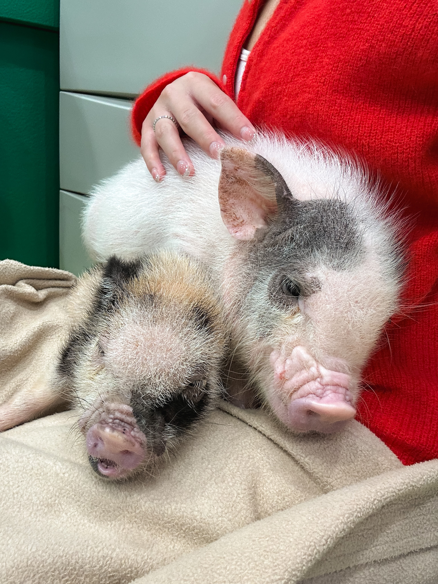 mipig cafe in Harajuku